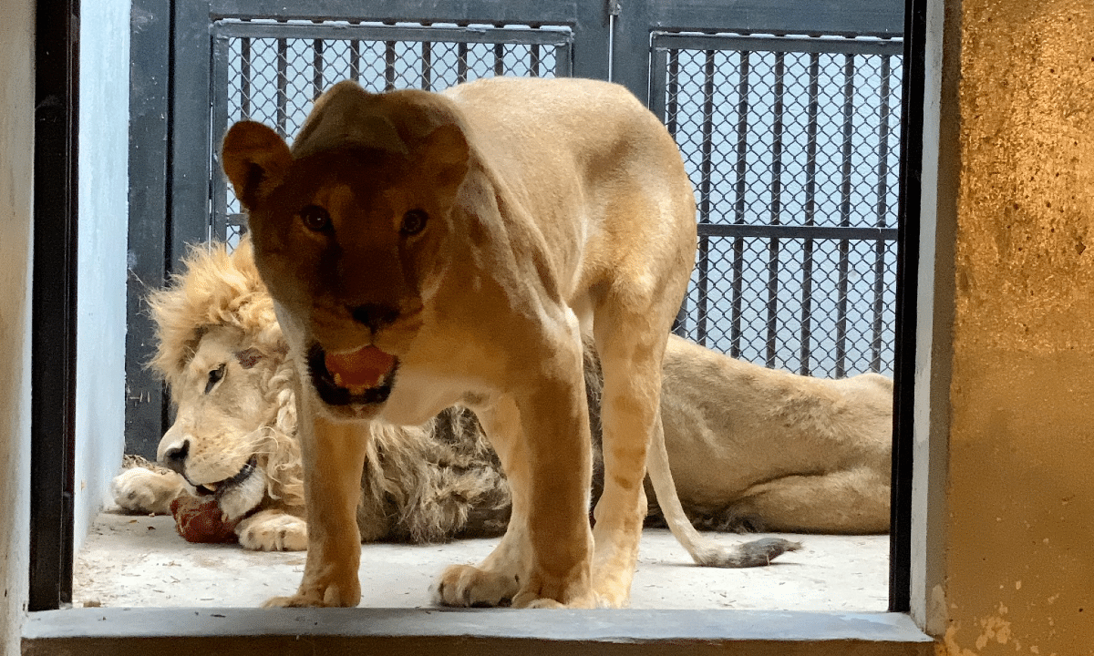 FALSO SANTUARIO DE FELINOS